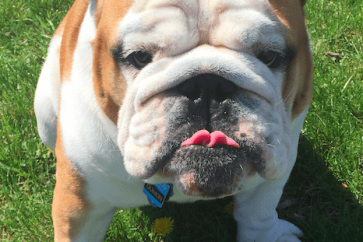 Screen-Shot-2017-07-19-at-11.23.17-AM